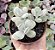 COTYLEDON OOPHYLLA POTE 9 - Imagem 1