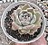 E. BLUEBELL POTE 9 - Imagem 1