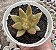 E. TOLIMANENSIS GOLDEN FORM POTE 9 - Imagem 1
