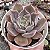 E. PURPLE COLOR POTE 9 - Imagem 1