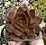 E. BLACK PRINCE POTE 7 - Imagem 1