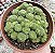 MONANTES POLYPHYLLA POTE 9 - Imagem 1