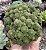 MONANTES POLYPHYLLA POTE 9 - Imagem 1