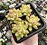 S. CUSPIDATUM POTE 7 - Imagem 1
