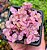 TOSTÃO ROSA POTE 7 - Imagem 1