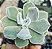 E. PULVINATA FROST POTE 7 - Imagem 1