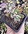 E. PULVINATA RUBY POTE 7 - Imagem 1