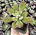 E. PULVINATA RUBY  POTE 7 - Imagem 1