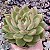 E. WATER LILY POTE 9 - Imagem 1