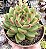 E. WATER LILY POTE 9 - Imagem 1