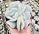 E. EXOTIC POTE 9 - Imagem 1