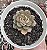 E. AGITA ROSE  POTE 9 - Imagem 1