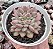 E. ARIEL CRISTATA POTE 9 - Imagem 1