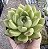 E. EBONY GREEN POTE 9 - Imagem 1