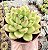 E. EBONY GREEN POTE 9 - Imagem 1