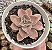 E. FAIRY ROSE POTE 9 - Imagem 1