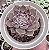 E. FANTASY ROSE POTE 9 - Imagem 1
