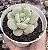 E. CUTE PEACH POTE 9 - Imagem 1