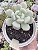 E. CUTE PEACH POTE 9 - Imagem 1