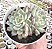 E. LITTLE DWARF (2 rosetas) POTE 9 - Imagem 1