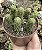 PEPEROMIA COLLUMELA POTE 9 - Imagem 1