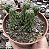 PEPEROMIA COLLUMELA POTE 9 - Imagem 1