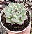 E. PARVA X LINDSAYANA POTE 9 - Imagem 1