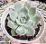 E. PINK BUBBLE POTE 9 - Imagem 1