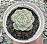 E. CRYSTAL WHITE POTE 9 - Imagem 1