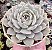 E. LOLA X SIMULANS POTE 9 - Imagem 1