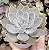E. GLORIOUS POTE 9 - Imagem 1