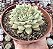 E. CUSPIDATA ZARAGOSA POTE 9 - Imagem 1