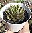 E. DAPHINIS POTE 9 - Imagem 1