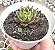 E. DAPHINIS POTE 9 - Imagem 1