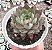E. ENDORPHIN POTE 9 - Imagem 1