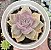 GRAP. PURPLE DELIGHT POTE 9 - Imagem 1
