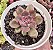 E. AGNI ROSE  POTE 9 - Imagem 1