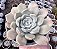 E. ALABASTER GEM POTE 9 - Imagem 1