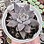 E. CRAIGIANA POTE 9 - Imagem 1