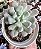 PACHY. ALBOCARINATA POTE 9 - Imagem 1