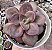E. MORANI X XICHUENSIS POTE 9 - Imagem 1