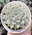 E. BETINA POTE 9 - Imagem 1