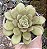 E. BUTTERFARBLE POTE 9 - Imagem 1