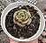 E. BUTTERFARBLE POTE 9 - Imagem 1
