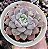 E. VIOLET MAGIC POTE 9 - Imagem 1