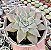E. SUBALPINA  POTE 9 - Imagem 1