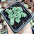 SED. DASYPHYLLUM MAJOR POTE 7 - Imagem 1