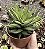 H. FASCIATA POTE 9 - Imagem 1