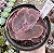 E. SKIN COLLOR POTE 11 - Imagem 1