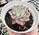 E. CUSPIDATA ROSA POTE 9 - Imagem 1